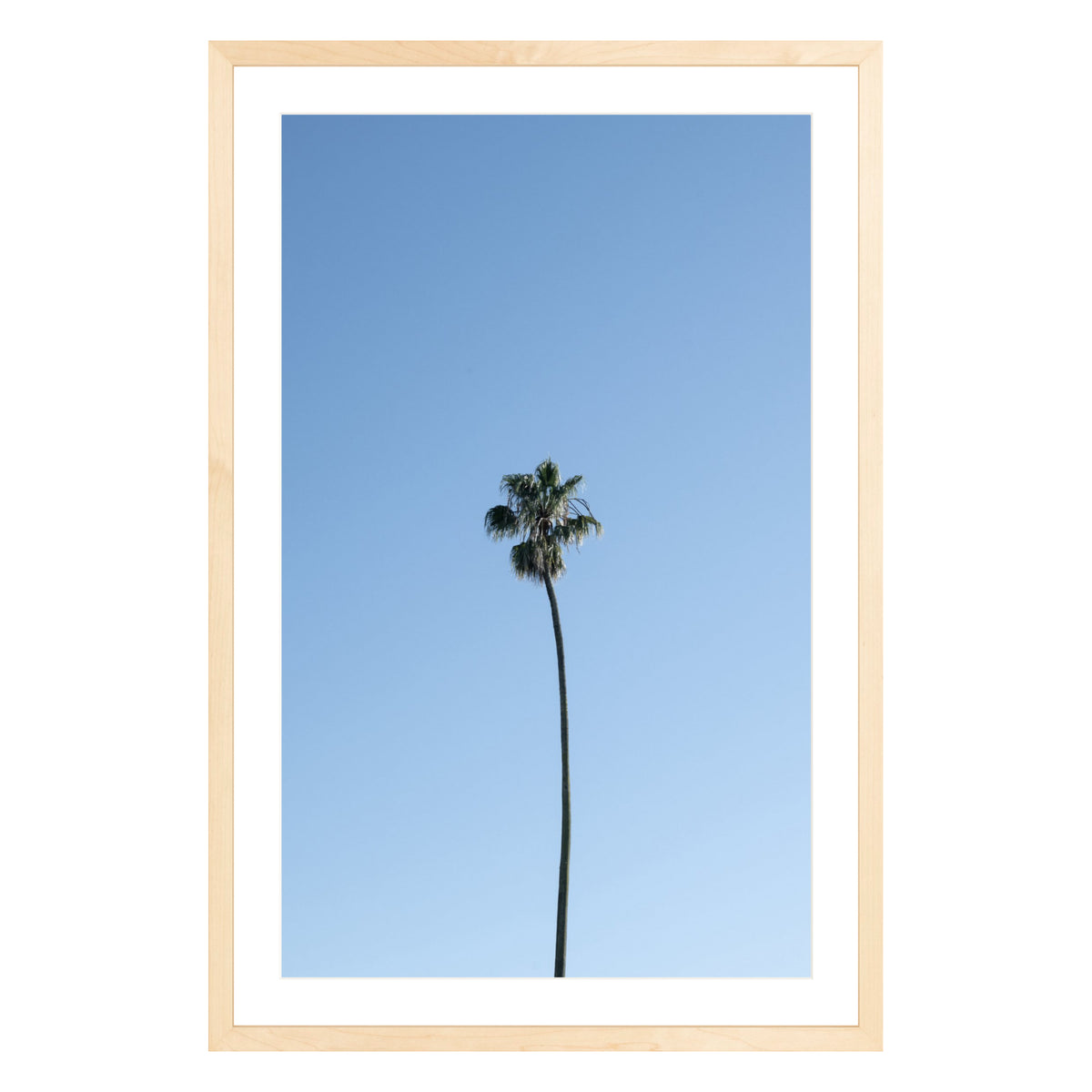 Photograph of single palm tree in front of blue sky in natural wood frame with white mat