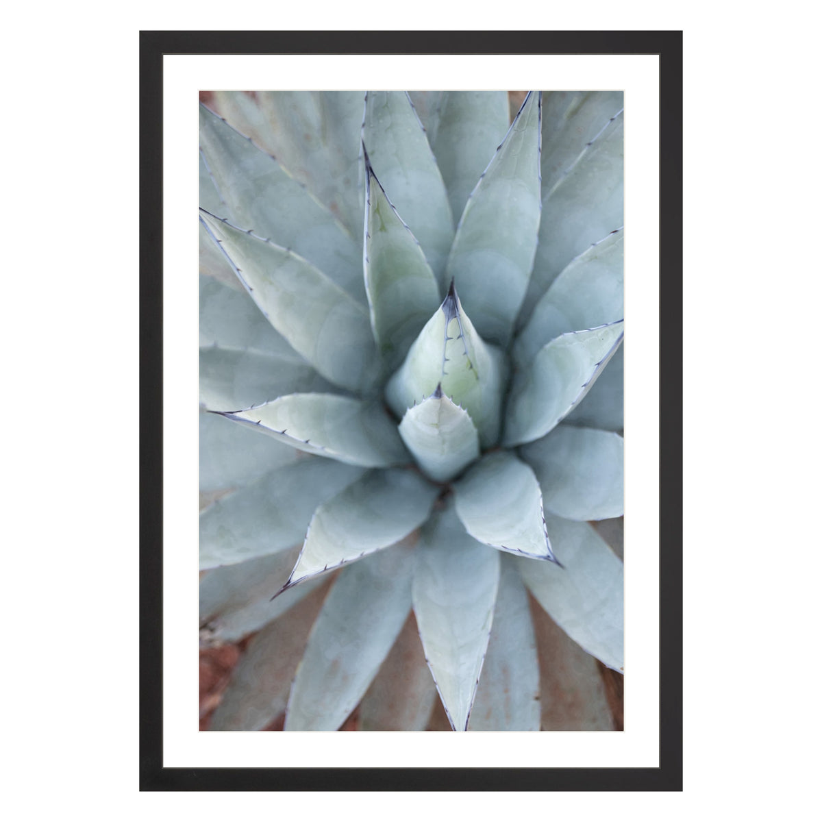 Photograph of agave plant framed in black with white mat