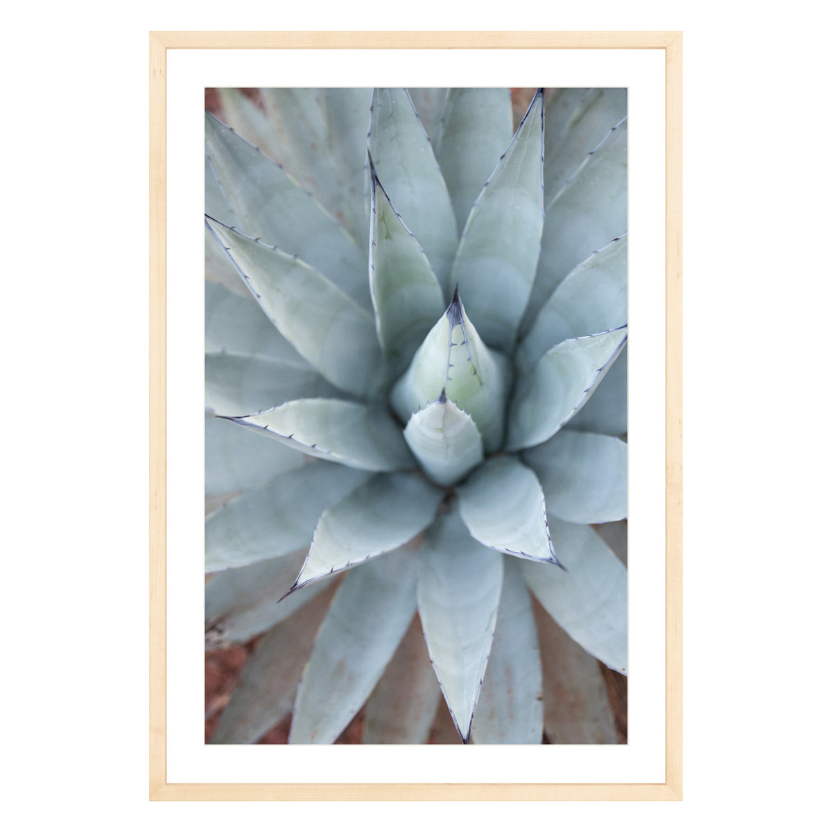 Photograph of agave plant framed in natural wood with white mat