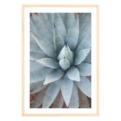 Photograph of agave plant framed in natural wood with white mat