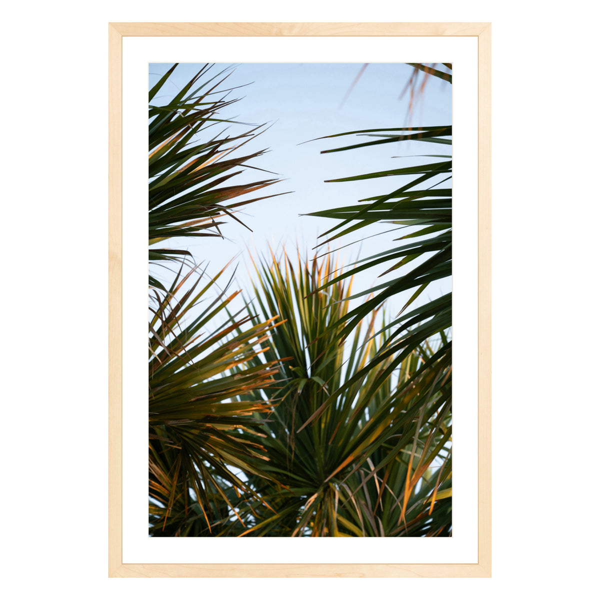 Photograph of beach palms in front of blue sky framed in natural wood with white mat