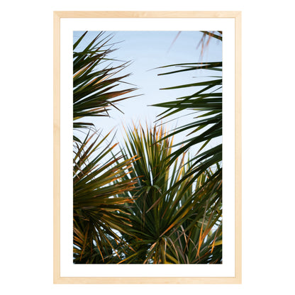 Photograph of beach palms in front of blue sky framed in natural wood with white mat