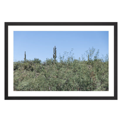 Photograph of field of cactus in Sedona, Arizona framed in black with white mat