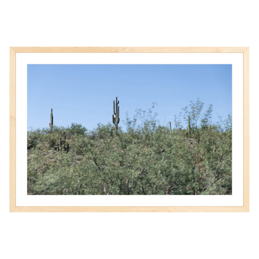 Photograph of field of cactus in Sedona, Arizona framed in natural wood with white mat