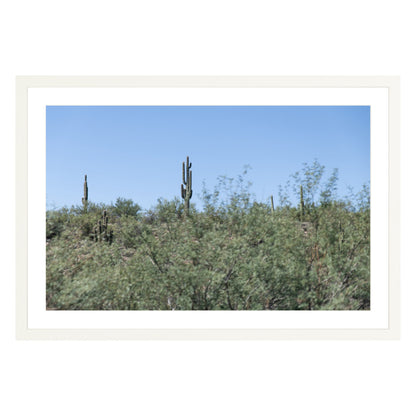 Photograph of field of cactus in Sedona, Arizona framed in white with white mat