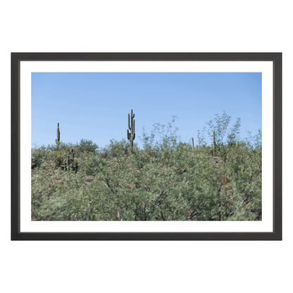 Photograph of field of cactus in Sedona, Arizona framed in black with white mat