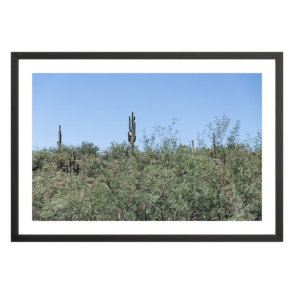 Photograph of field of cactus in Sedona, Arizona framed in black with white mat
