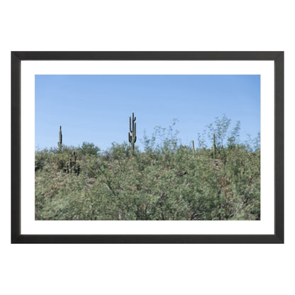 Photograph of field of cactus in Sedona, Arizona framed in black with white mat