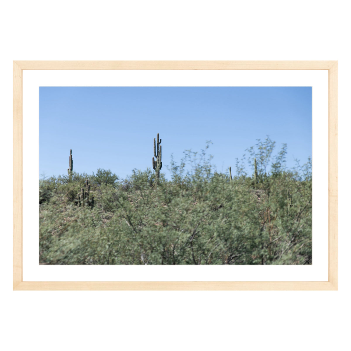 Photograph of field of cactus in Sedona, Arizona framed in natural wood with white mat