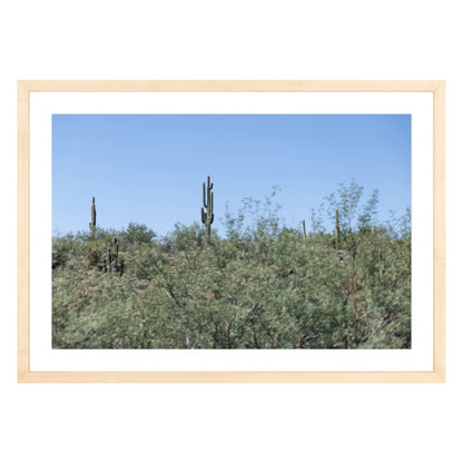 Photograph of field of cactus in Sedona, Arizona framed in natural wood with white mat