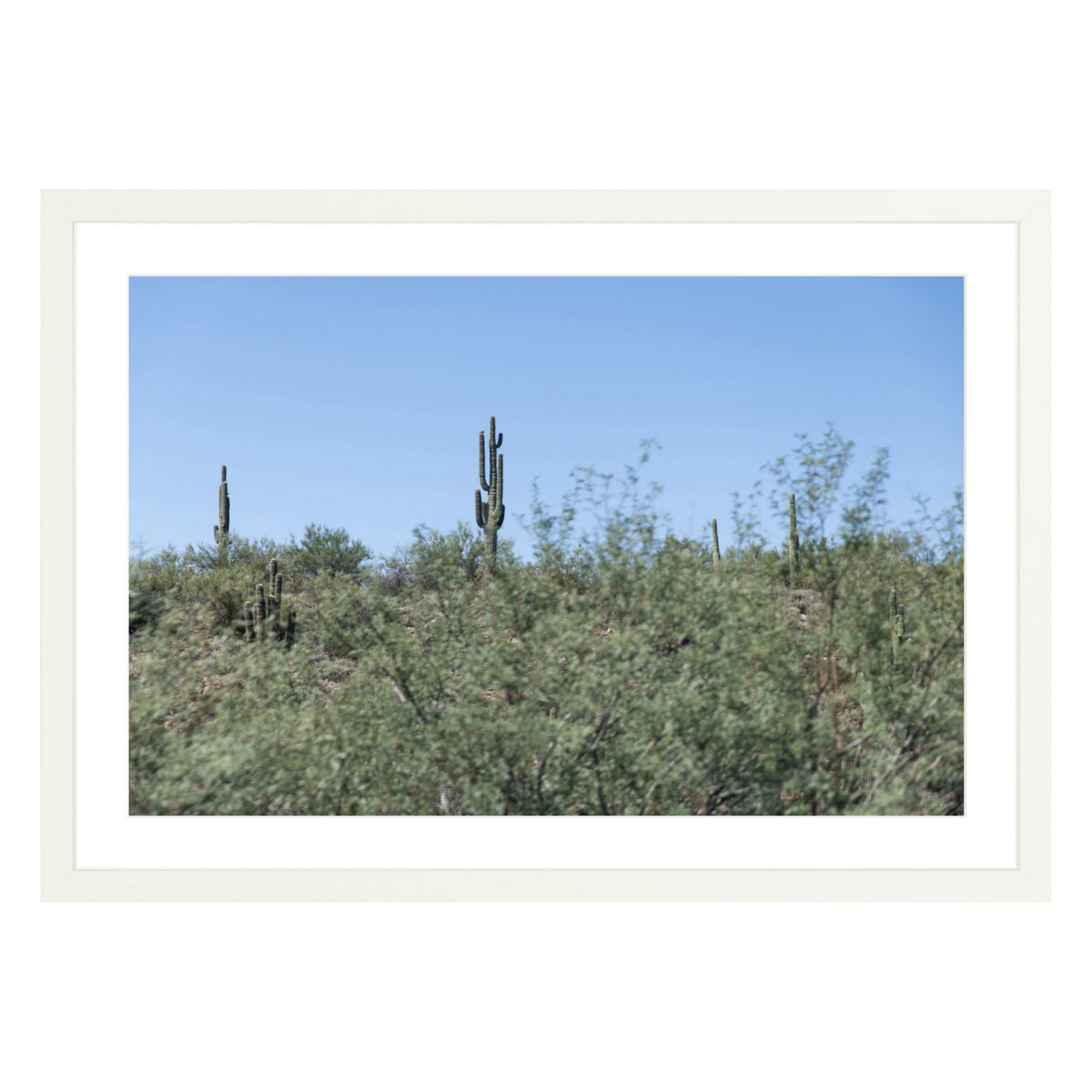 Photograph of field of cactus in Sedona, Arizona framed in white with white mat