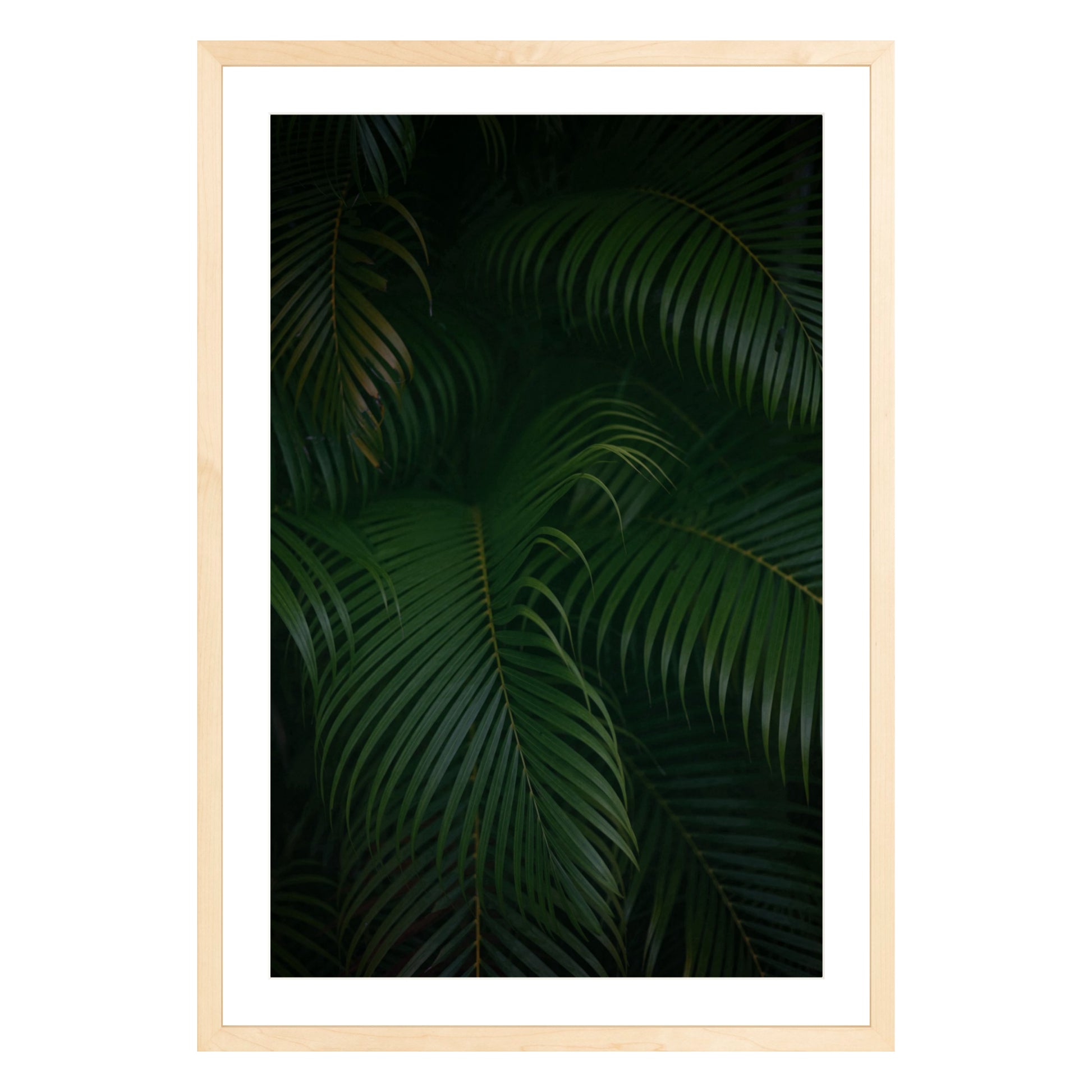 Photograph of palm branches at night in a natural wood frame with white mat