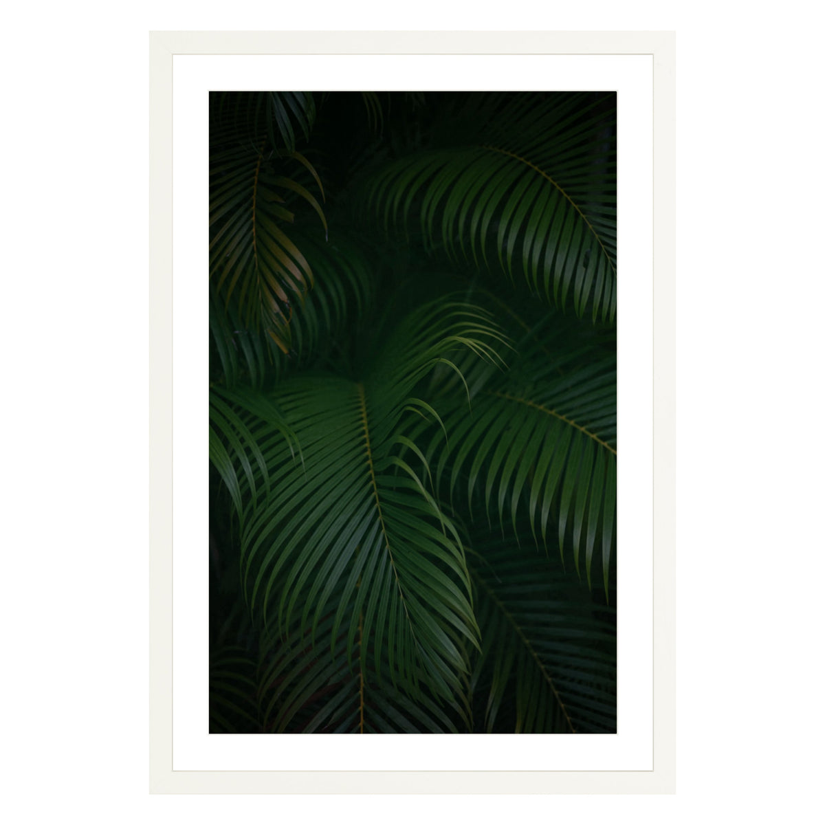 Photograph of palm branches at night in a white wood frame with white mat