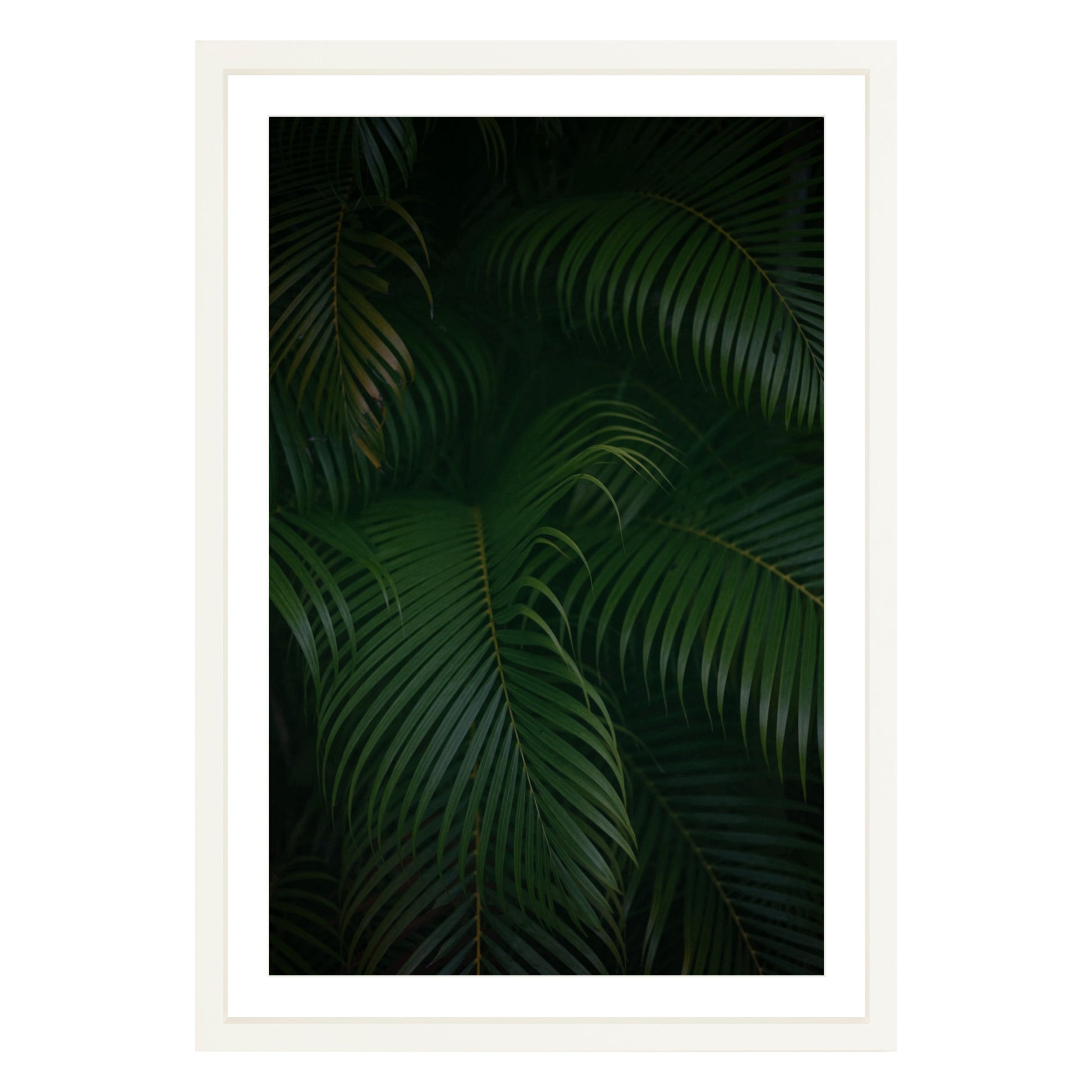Photograph of palm branches at night in a white wood frame with white mat