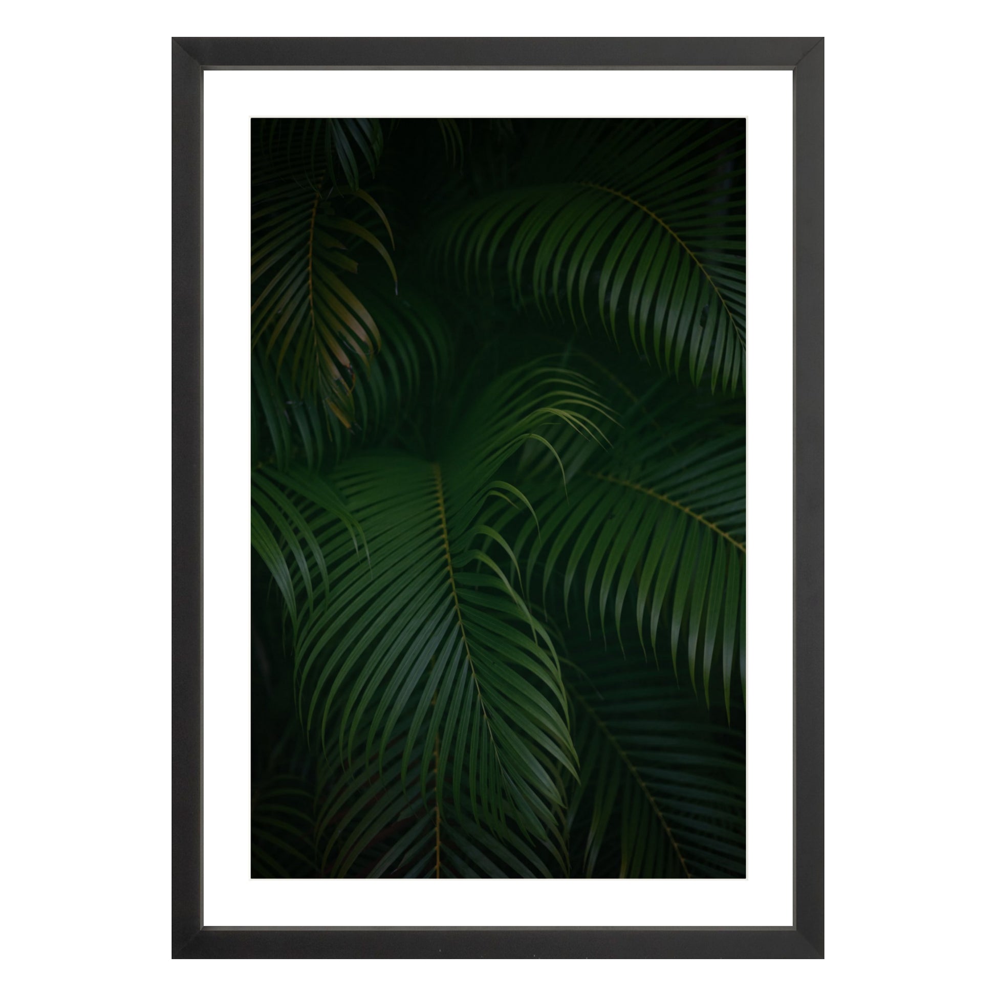 Photograph of palm branches at night in a black wood frame with white mat