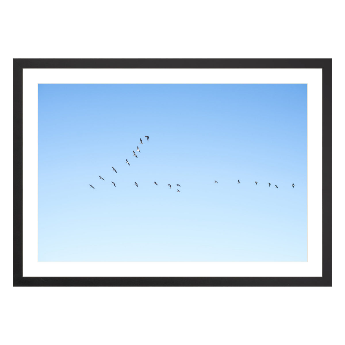 Photograph of birds in flying V shape in blue sky in black frame with white mat