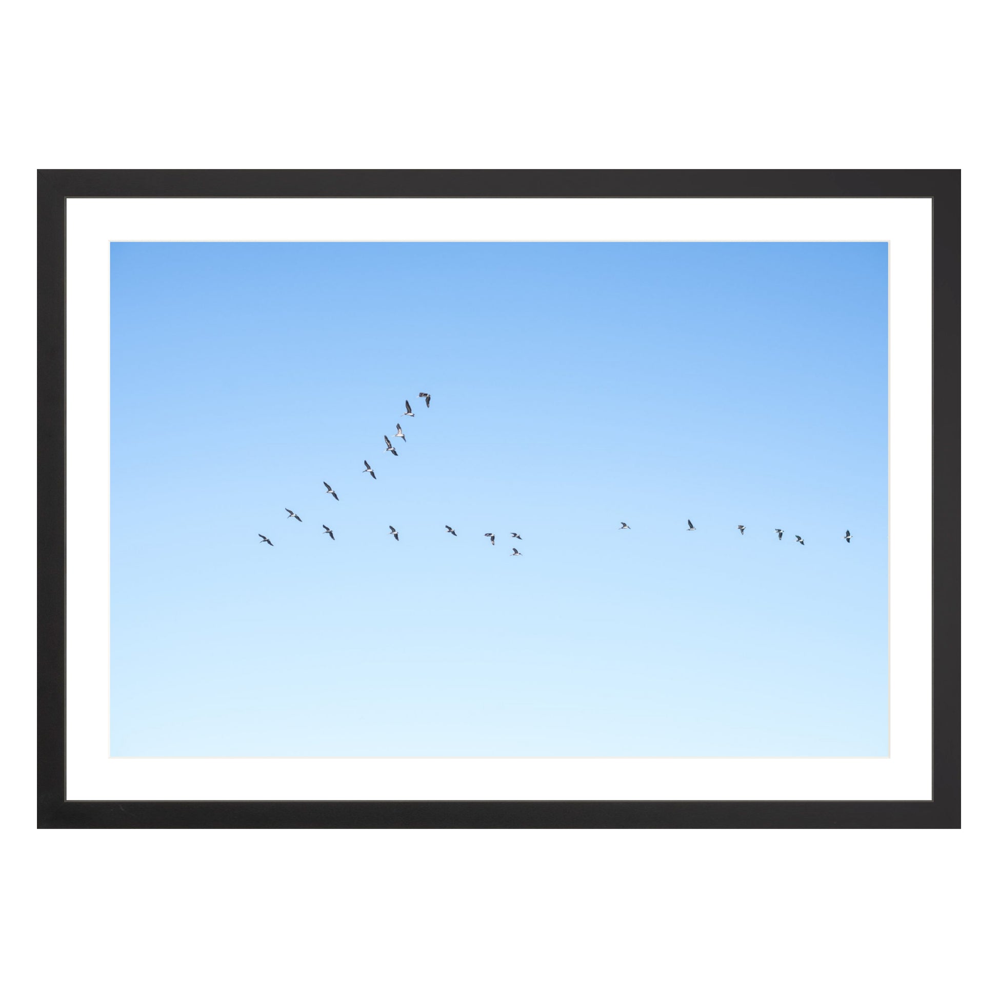 Photograph of birds in flying V shape in blue sky in black frame with white mat