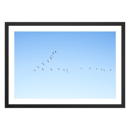 Photograph of birds in flying V shape in blue sky in black frame with white mat