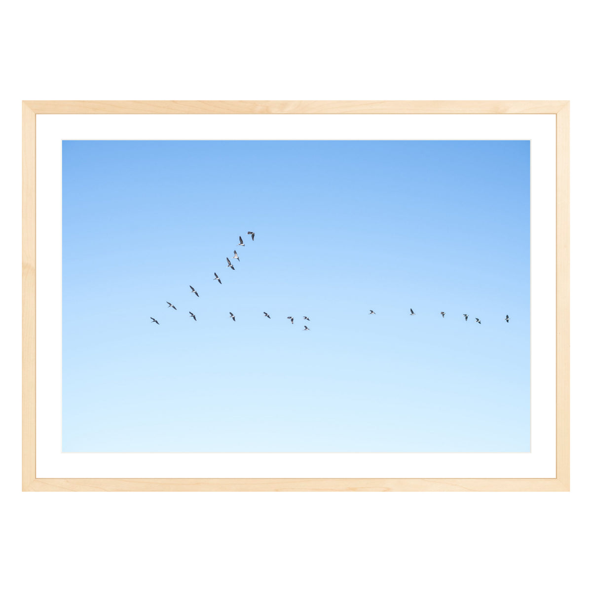 Photograph of birds in flying V shape in blue sky in natural wood frame with white mat