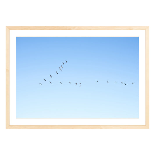 Photograph of birds in flying V shape in blue sky in natural wood frame with white mat