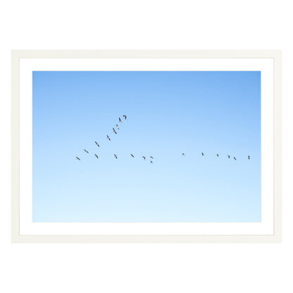 Photograph of birds in flying V shape in blue sky in white frame with white mat