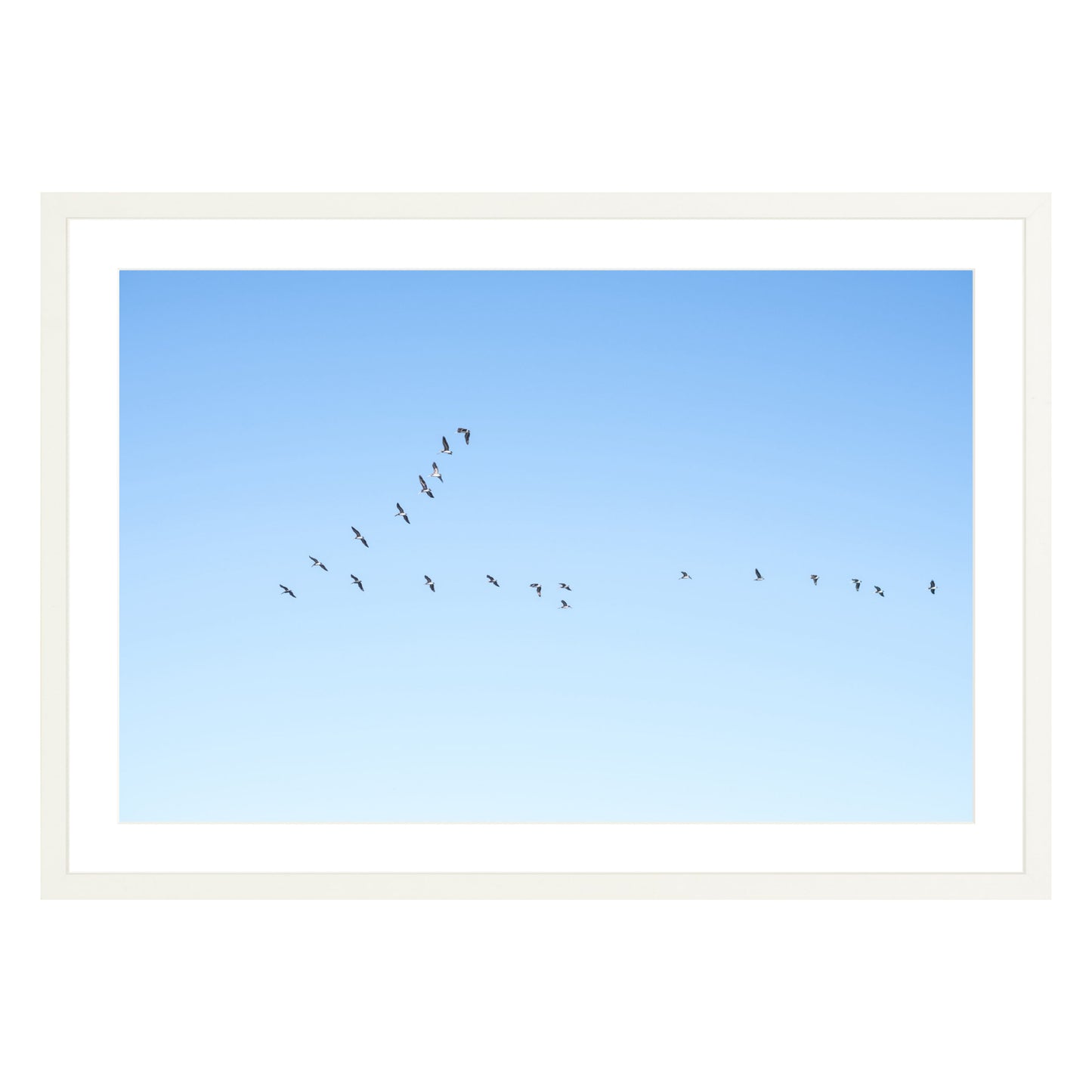 Photograph of birds in flying V shape in blue sky in white frame with white mat