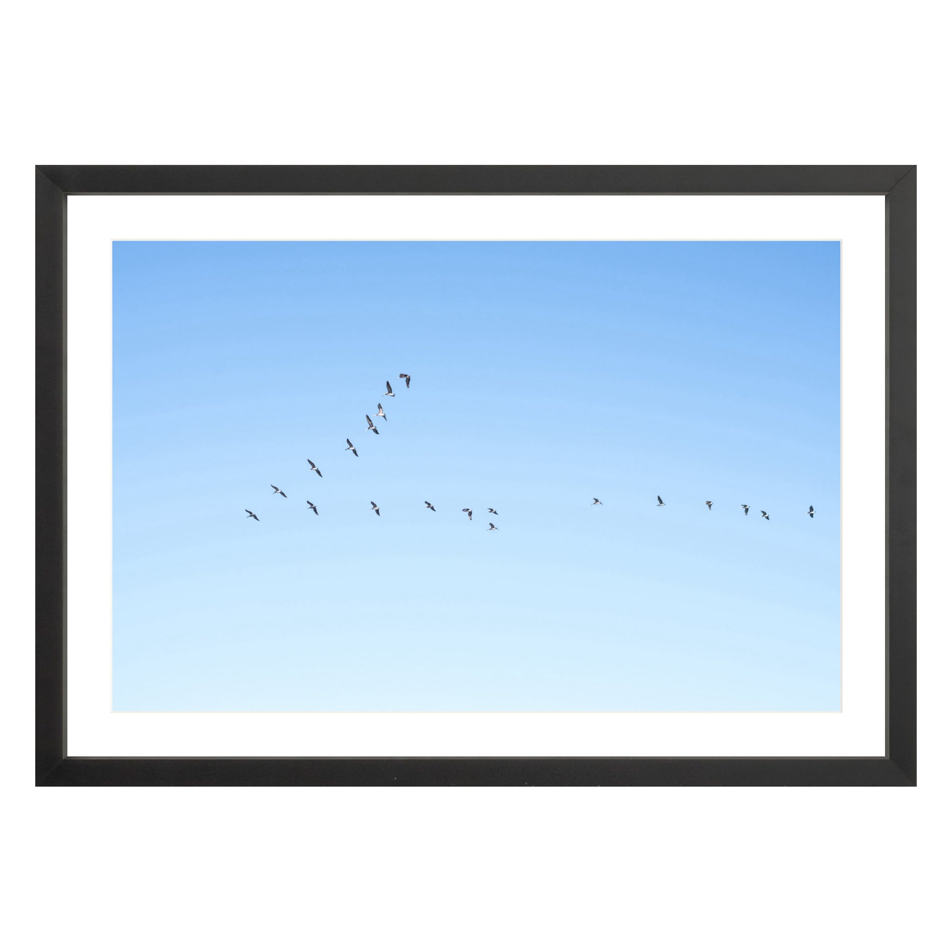 Photograph of birds in flying V shape in blue sky in black frame with white mat