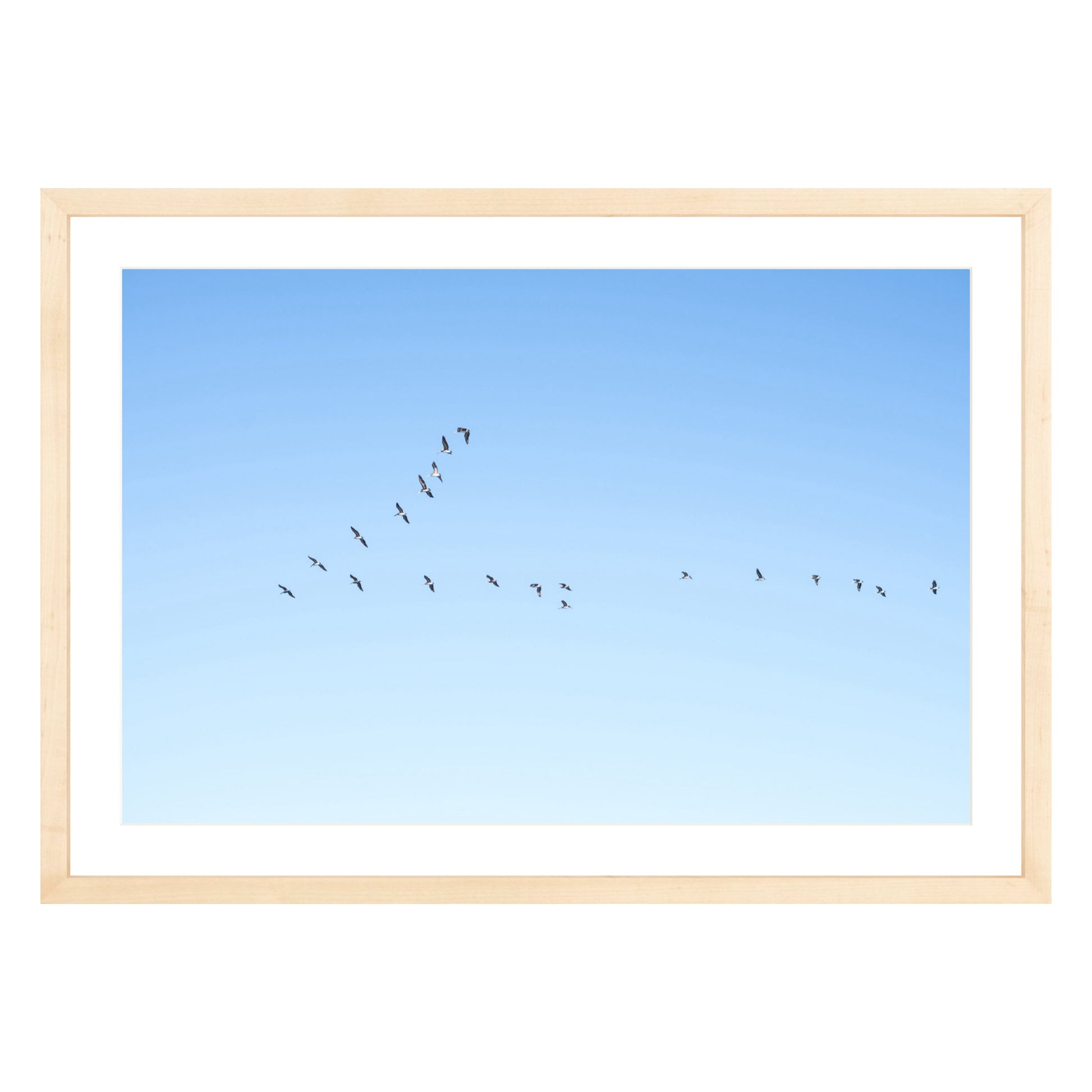 Photograph of birds in flying V shape in blue sky in natural wood frame with white mat