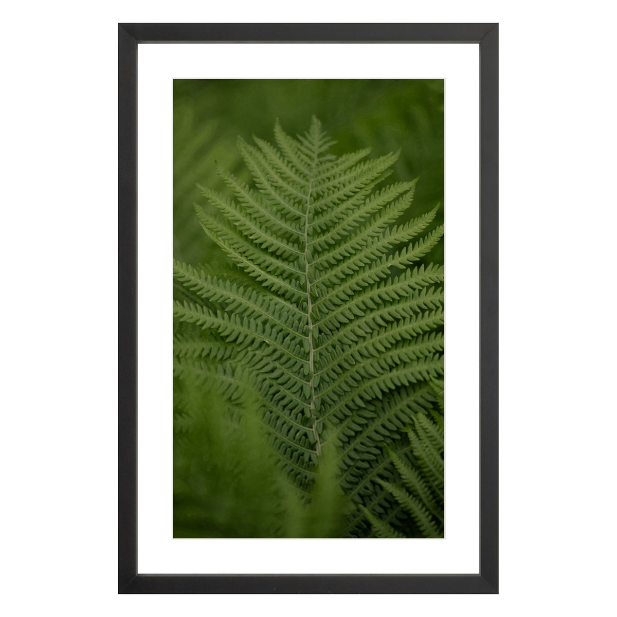 Photograph of green fern leaf framed in black with white mat