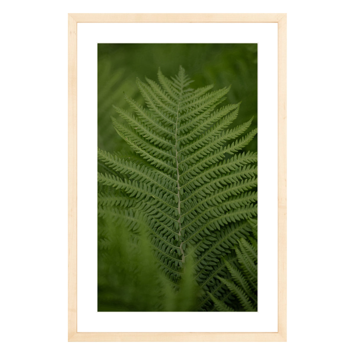 Photograph of green fern leaf framed in natural wood with white mat