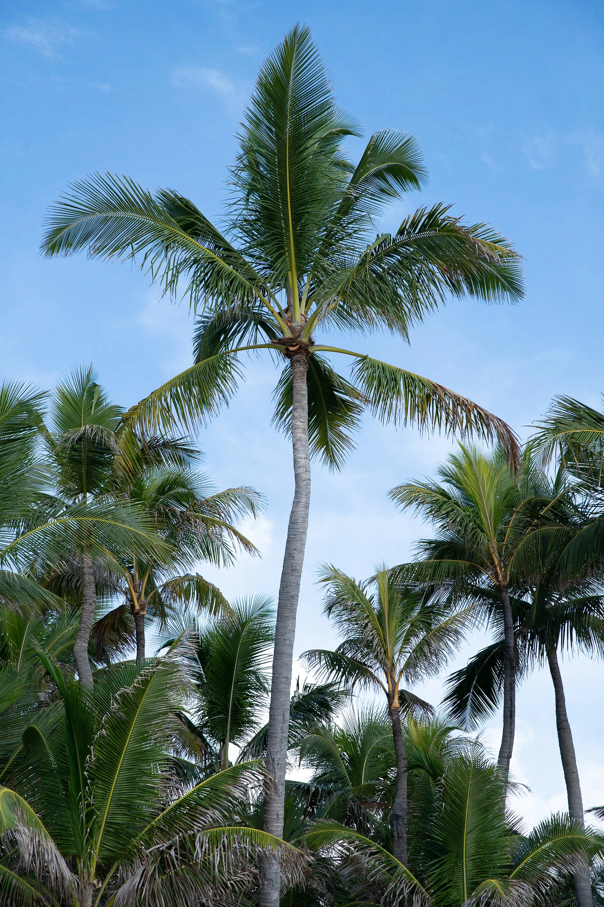 Tall palm trees against a clear blue sky