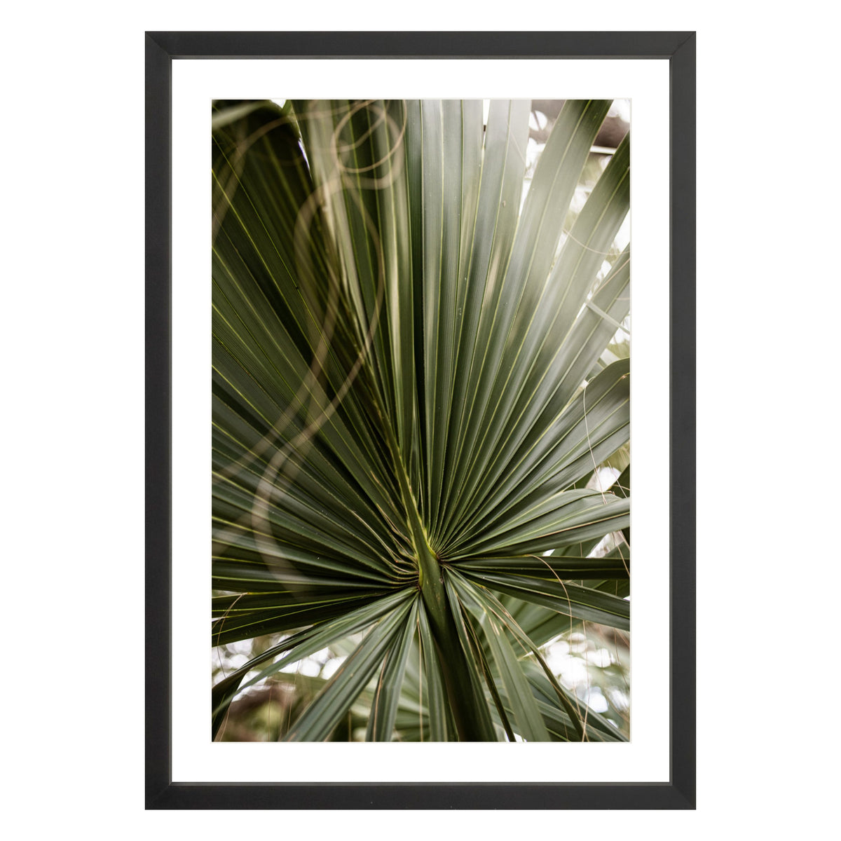 Photograph of a palm leaf close up in black frame with white mat