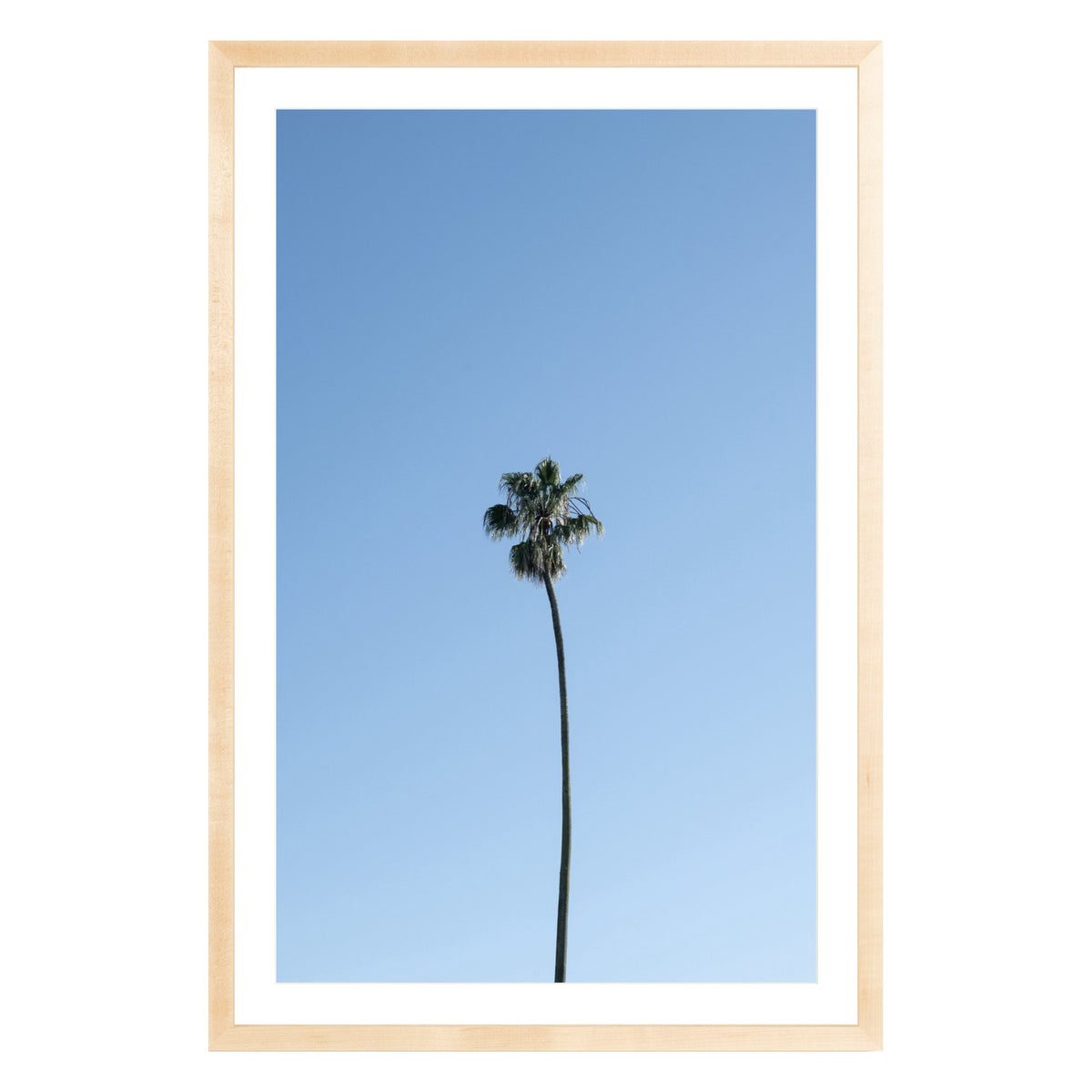 Photograph of single palm tree in front of blue sky in natural wood frame with white mat