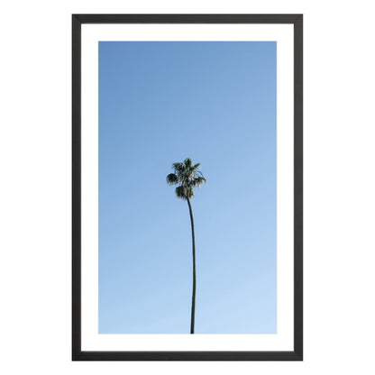 Photograph of single palm tree in front of blue sky in black frame with white mat