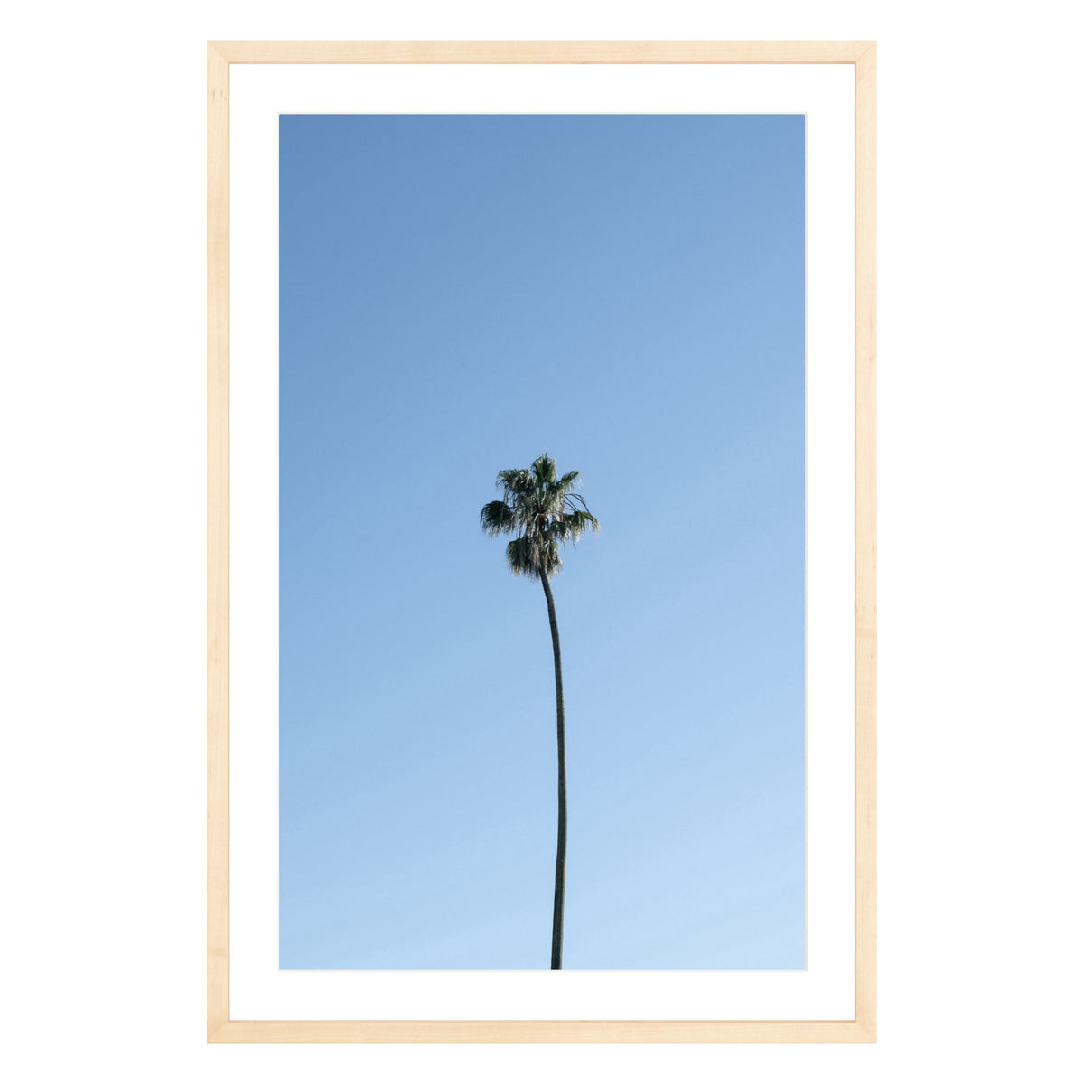 Photograph of single palm tree in front of blue sky in natural wood frame with white mat