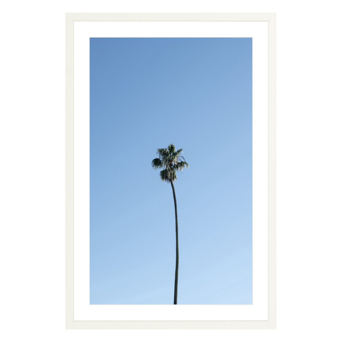 Photograph of single palm tree in front of blue sky in white frame with white mat