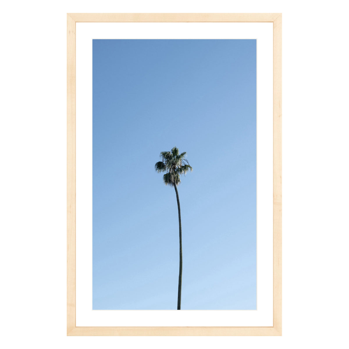 Photograph of single palm tree in front of blue sky in natural wood frame with white mat