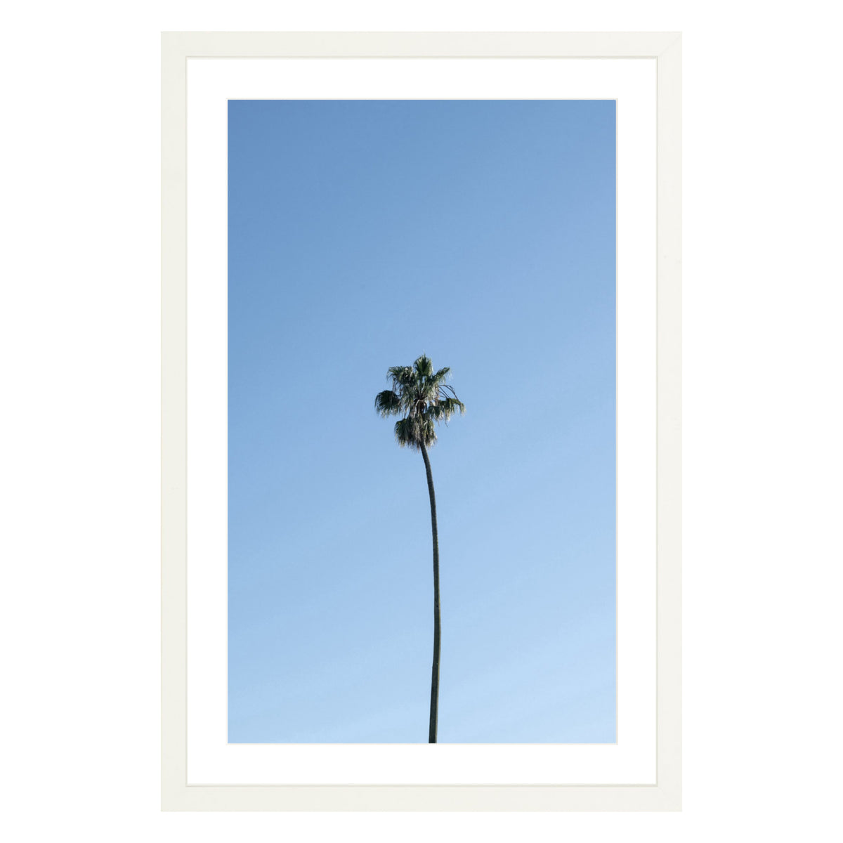 Photograph of single palm tree in front of blue sky in white frame with white mat
