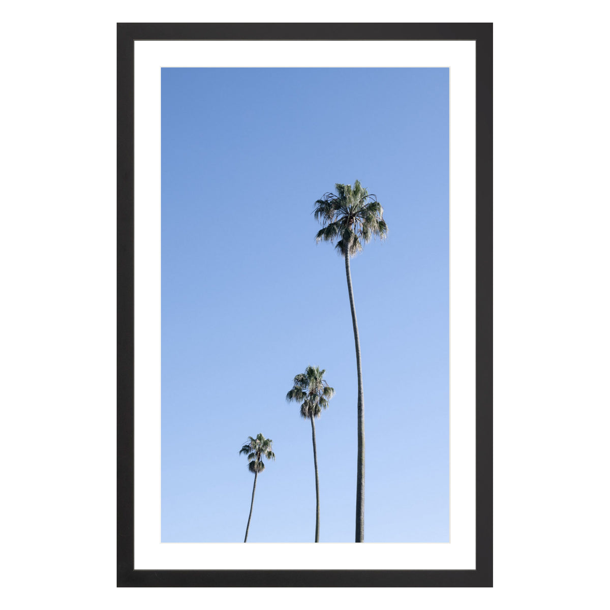 Photograph of three palm trees against blue sky framed in black with white mat