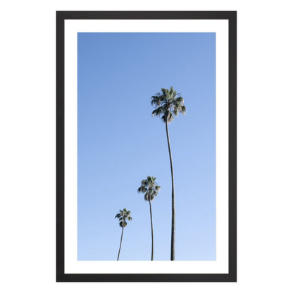 Photograph of three palm trees against blue sky framed in black with white mat