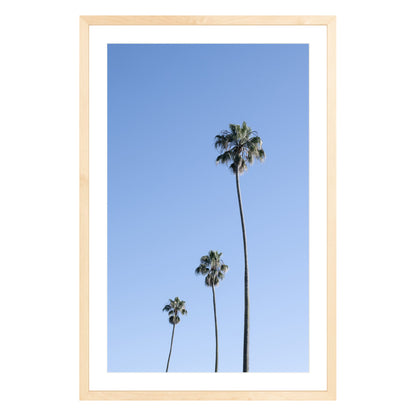 Photograph of three palm trees against blue sky framed in natural wood with white mat