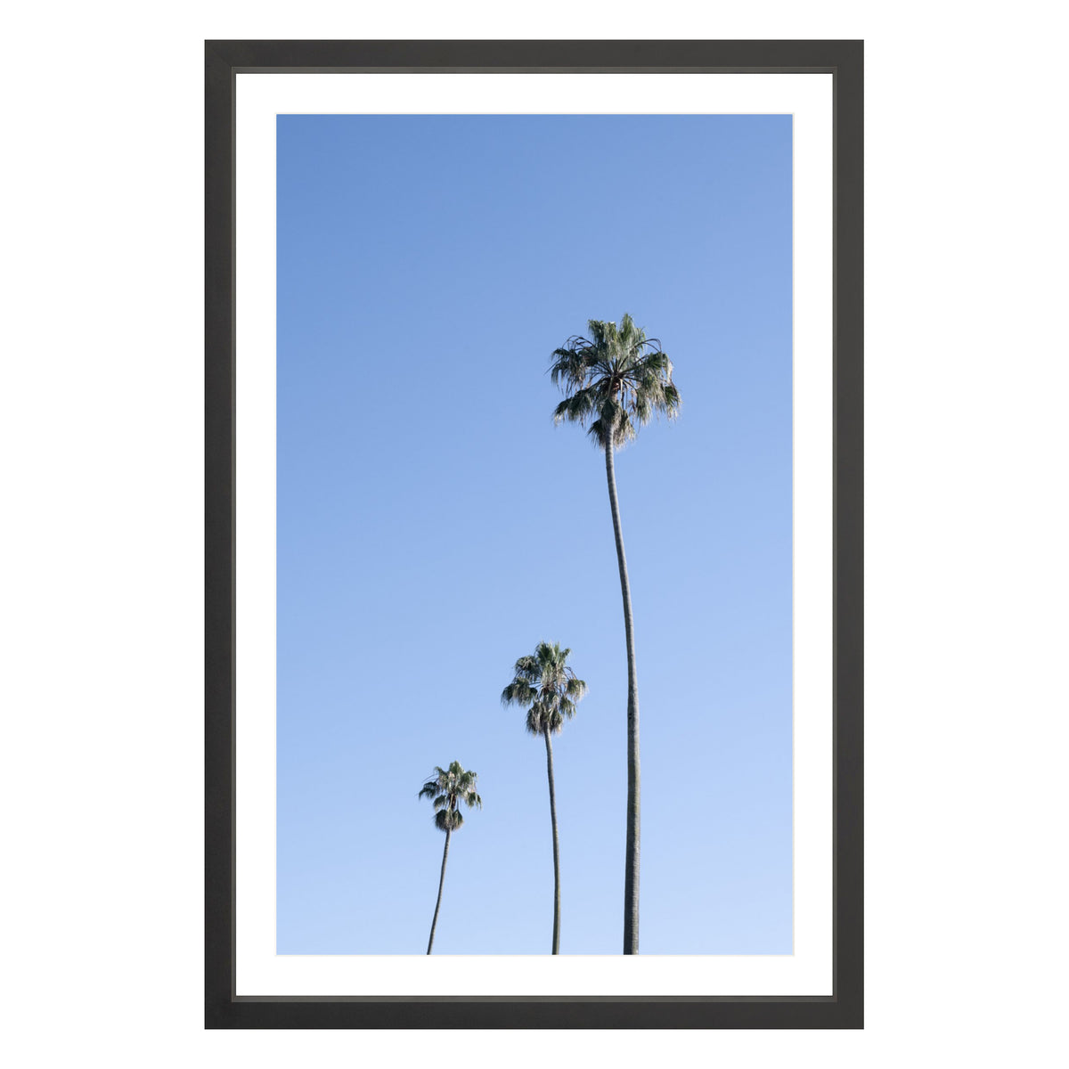 Photograph of three palm trees against blue sky framed in black with white mat