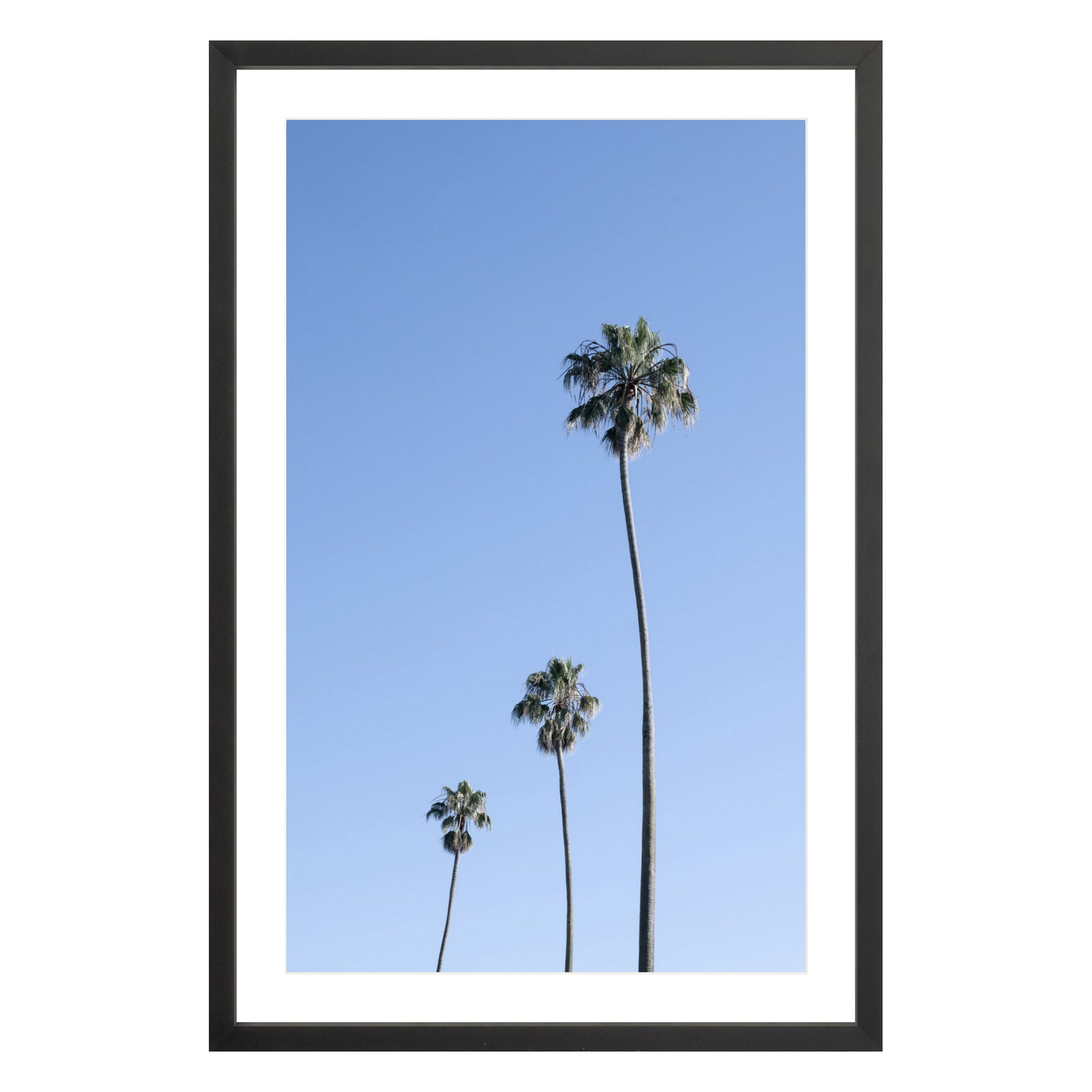 Photograph of three palm trees against blue sky framed in black with white mat