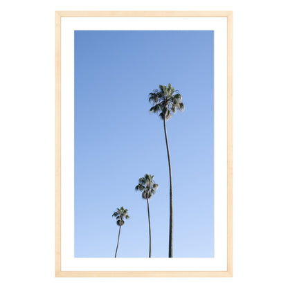 Photograph of three palm trees against blue sky framed in natural wood with white mat