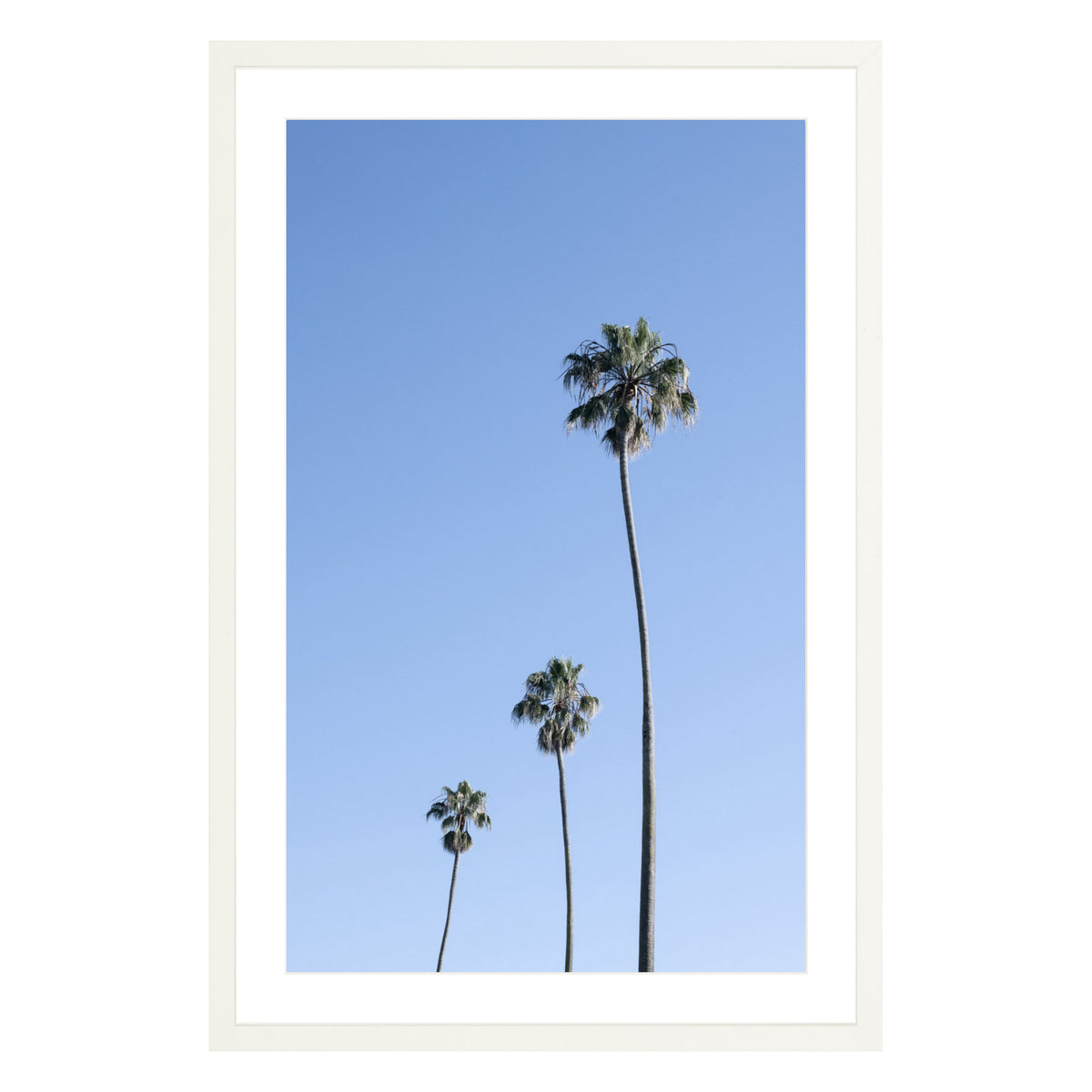 Photograph of three palm trees against blue sky framed in white with white mat