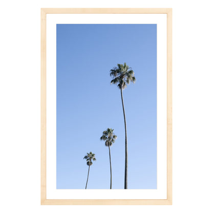 Photograph of three palm trees against blue sky framed in natural wood with white mat